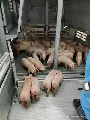 柳汽专用车系列 恒温拉猪车与畜禽运输车的卓越之选